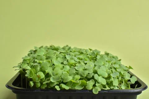 Close-up of an arugula in a plastic container on a green background. Foto stock