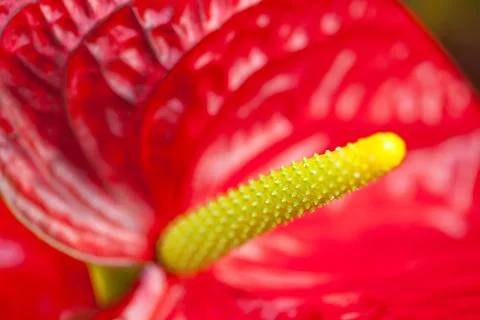 Close up of an arum Stock Photos