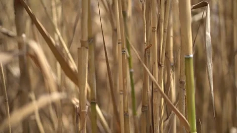 Close-up of Arundo donax L trees in autumn, El Nino, turning yellow Stock Footage 265395645