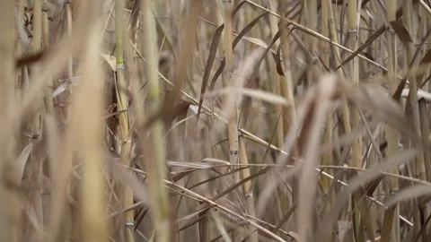 Close-up of Arundo donax L trees in autumn, El Nino, turning yellow Stock Footage 265395648