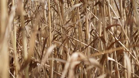 Close-up of Arundo donax L trees in autumn, El Nino, turning yellow Stock Photos