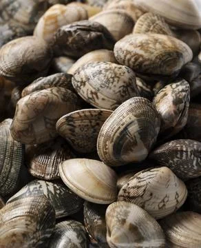 A close-up of asari clams Stock Photos