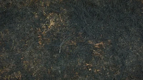 Close-up of ash on the field Vídeo Stock 80815621
