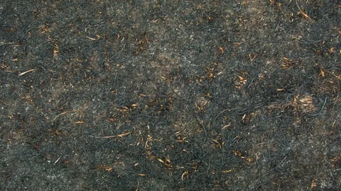 Close-up of ash on the field Video stock 80816233