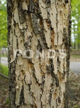Close Up of Ash Tree Bark (Fraxinus) Showing Emerald Ash Borer Damage Stock Photos