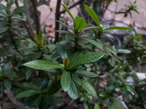 Close up of Ashoka's leaves, young leaf of Ixora chinensis plant Stock Photos
