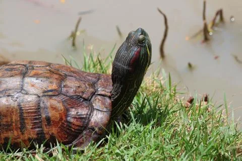 Close up of asian box turtle. Stock Photos
