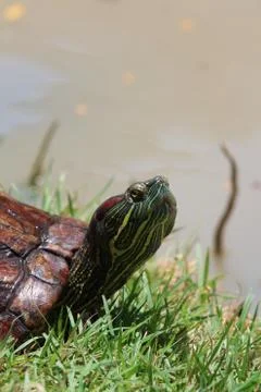 Close up of asian box turtle. Stock Photos