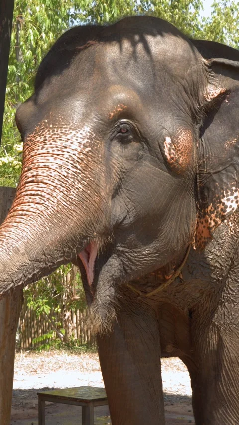 Close Up of Asian Elephant Being Fed Watermelon in Phuket Thailand Stock Footage 329012629