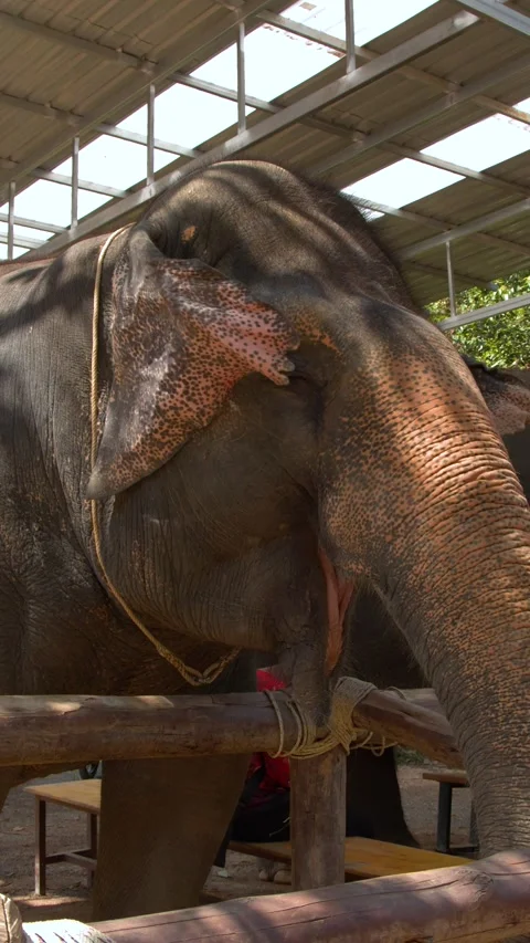Close Up of Asian Elephant Being Fed at Phuket Wildlife Sanctuary Stock Footage 329014609