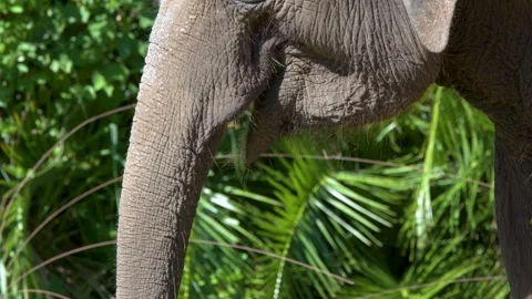 Close Up of Asian Elephant Chewing Grass with Trunk and Mouth Stockbeeldmateriaal 332320083