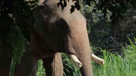 Close up Asian Elephant combodia Stock Footage 56750605