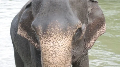 Close up of Asian elephant (Elephas maximus) in river water in Tangkahan Stock Footage 116084860