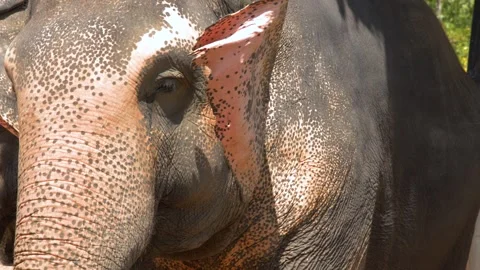 Close Up of Asian Elephant Face and Textured Skin in Phuket Stock Footage 328629556