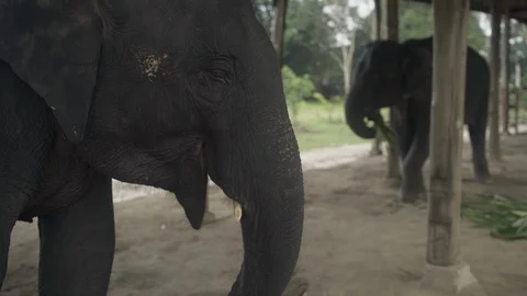 Close on an Asian elephant face as it feeds in an enclosed stable 動画素材 95618675