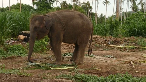Close up of Asian Elephant Stock Footage 72139208