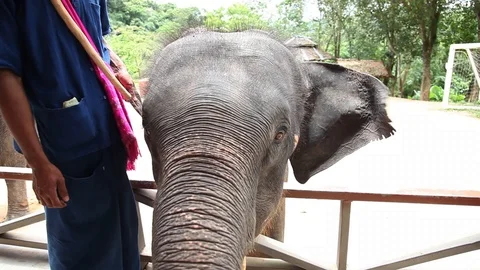 Close up of Asian Elephant Stock Footage 104417267