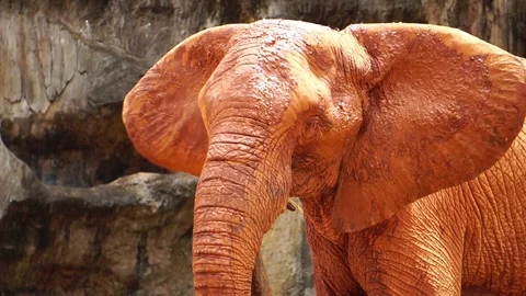 Close-up of an Asian elephant  Stock Footage 112911592