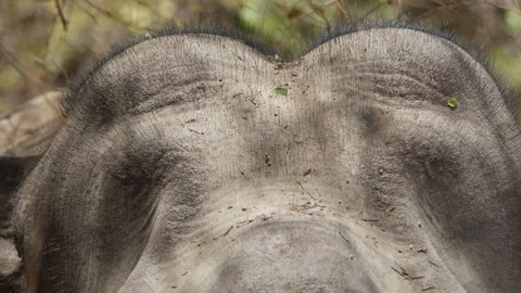 Close Up of Asian Elephant Forehead and Ears Stock Footage 337411614