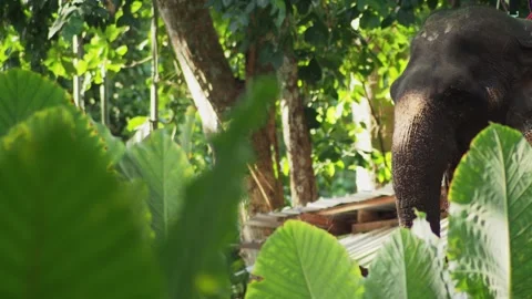Close up of Asian elephant head chewing in tropical forest surrounded by green f 動画素材 333726331
