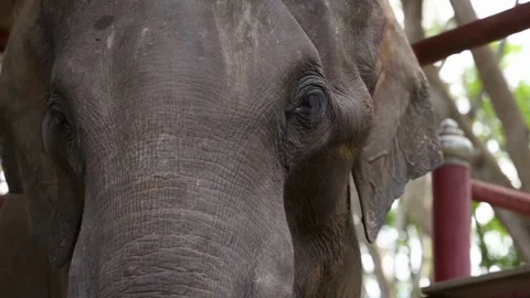 Close up of an asian elephant head Vídeo Stock 339305757