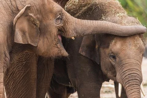 Close up of an Asian elephant pair Stock Photos