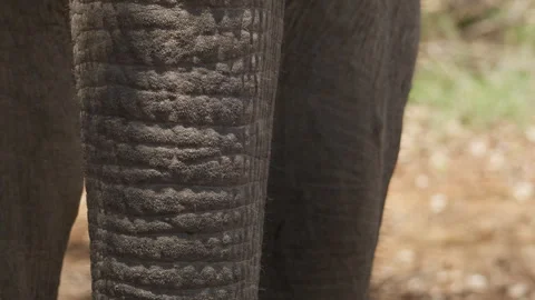 Close Up of Asian Elephant Trunk Texture Stock Footage 337411969