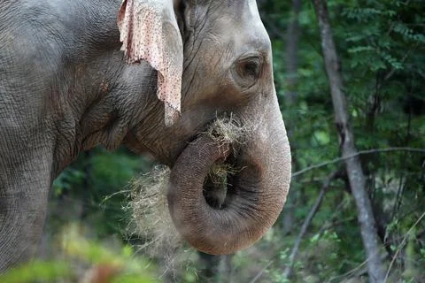 Close up of Asian elephant using its trunk to eat hay Stock Photos