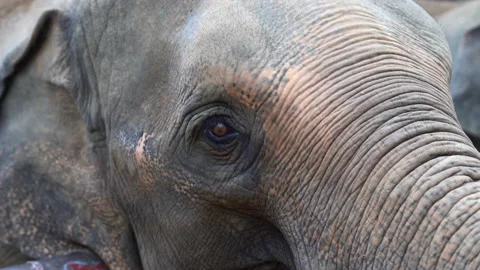 Close-up of an Asian elephant's eye Stock Footage 234871593