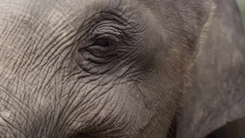 Close on an Asian elephant's eye while chewing Stock-Footage 95617752