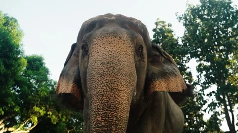 Close Up Of Asian Elephant's Head And Trunk, Chiang Mai, Thailand Stock Footage 295615109