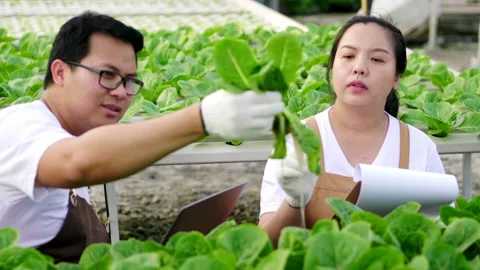 Close up Asian farmer couple checking stock and order and  quality of organic Stock Footage 221705056