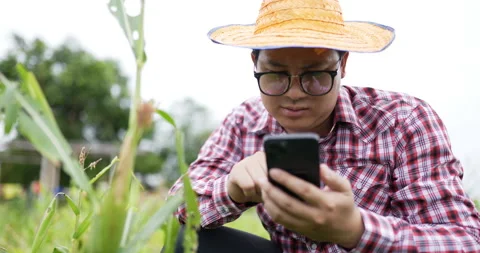 Close-up of Asian farmer using cellphone and working in cornfield. Stockbeeldmateriaal 200927124