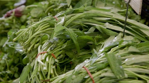 Close up of Asian greens Stock Footage 90537700