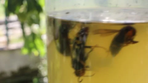 Close-up of Asian hornets trapped inside a homemade bottle trap filled with Stock Footage 345364491