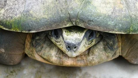 Close up of an Asian Leaf Turtle Head Portrait Stock Photos