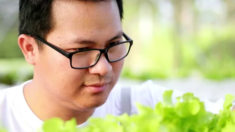 Close up Asian man farmer checking quality of hydroponic vegetables 스톡 동영상 221691240