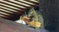 Close up of asian squirrel eating banana HD Footage