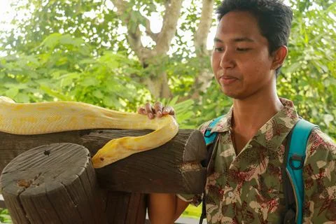 Close-up of asian tourist with Burmese Python, albino snake. Young man touch  Stock Photos