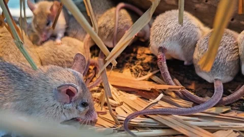 Close up of asian weed mice  Stock-Footage 296555008