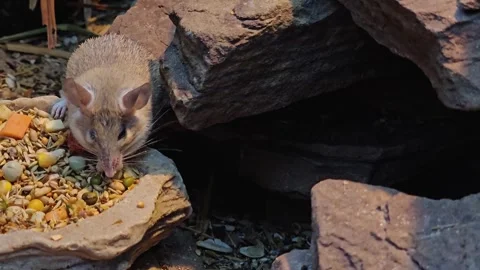 Close up of asian weed mouse Stock Footage 296554546