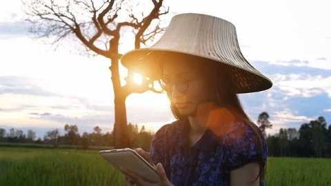Close-up of asian young female using  tablet in rice field Stock-Footage 94324817