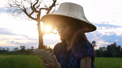 Close-up of asian young female using  tablet in rice field Vidéo 94325842