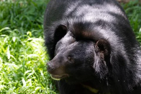 Close up Asiatic Black Bear Stock Photos