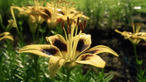 Close Up Asiatic Lily Stock Footage 93802949