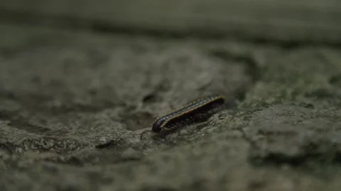 Close up of Asiomorpha millipede found in tropical forests of the Philippines Stock Footage 243381981