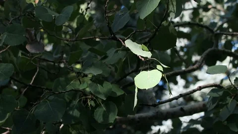 Close up of Aspen leaf, spotlighted by the sun. Stockbeeldmateriaal 97399477