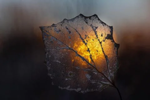 Close-up aspen skeleton leaf with sunset backlit Stock Photos