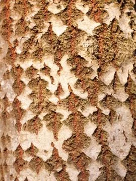 Close up of aspen split tree trunk bark texture Stock Photos