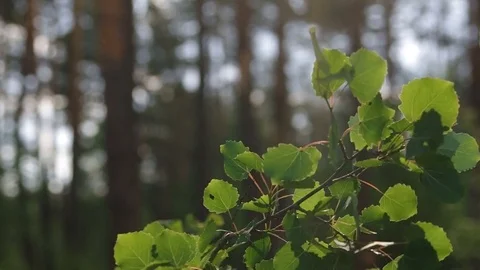 Close-up on aspen tree leaves with dynamic backlight Video stock 77102126